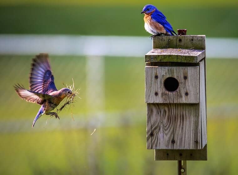 Vogels bouwen vogelsnest in vogelshuisje